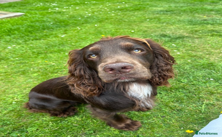 Cocker Spaniel dogs - Advert 1