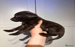 Springador dogs for sale: Labrador/Springador cross pups - Advert 18