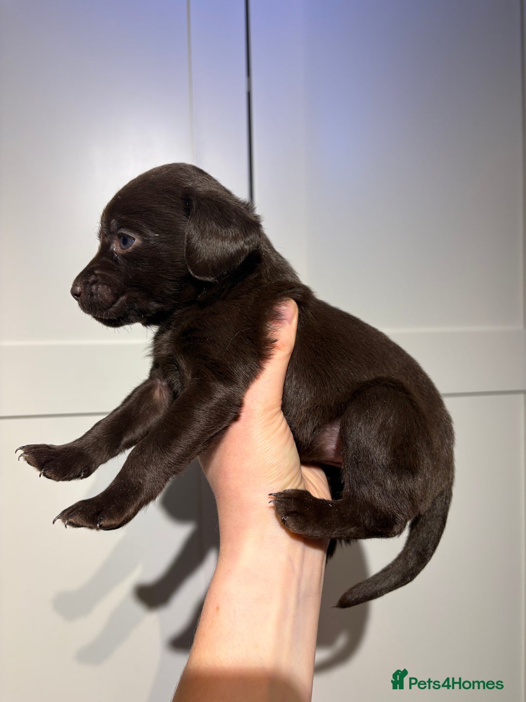 Springador dogs for sale: Labrador/Springador cross pups - Advert 18