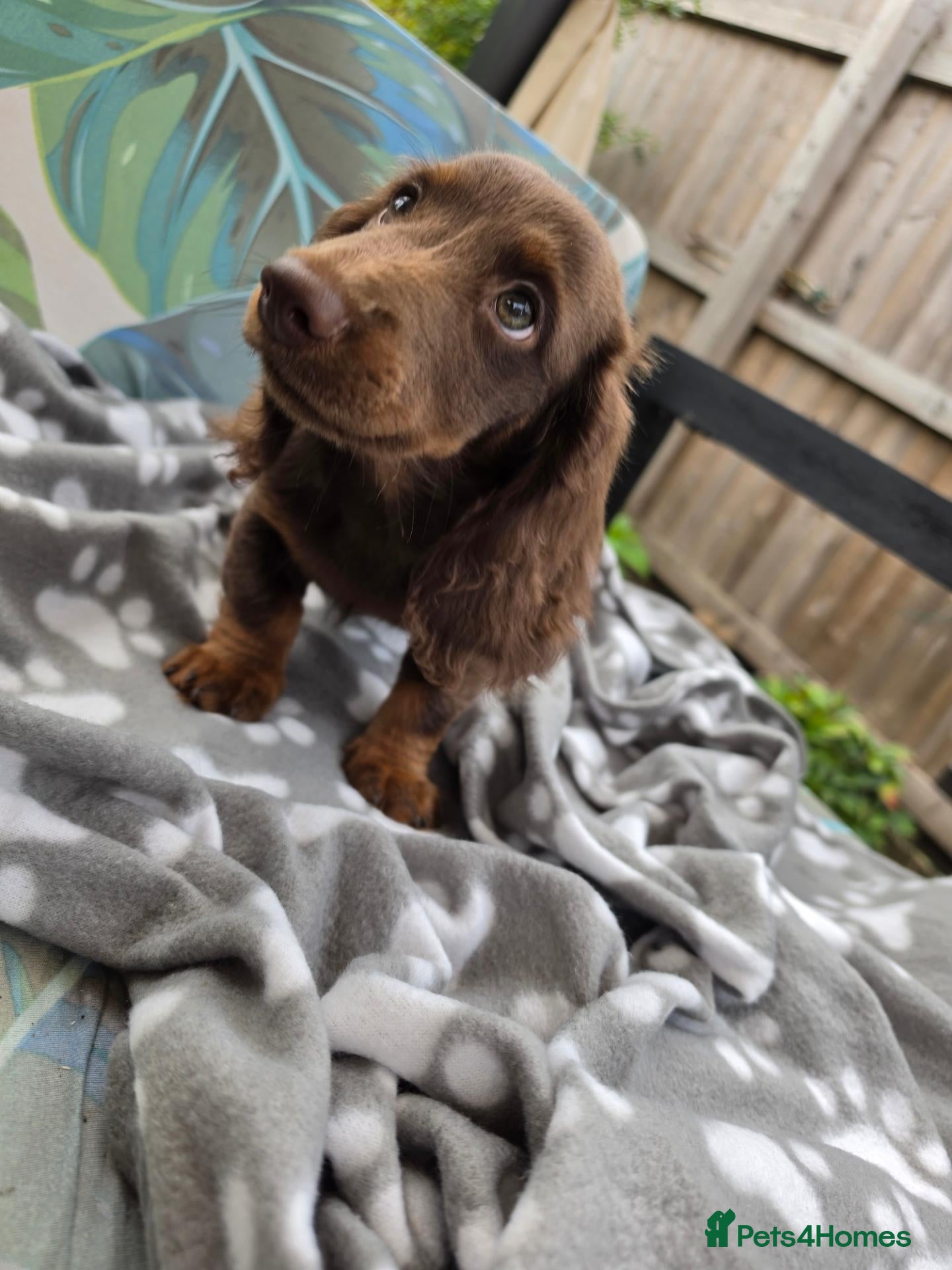 Miniature Dachshund dogs Fully vaccinated, Long Haired Miniature Dachshund  - Advert 2