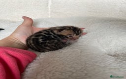 Bengal cats for sale: Bengal kittens for sale-Stunning 3-color Rosettes  - Image 15