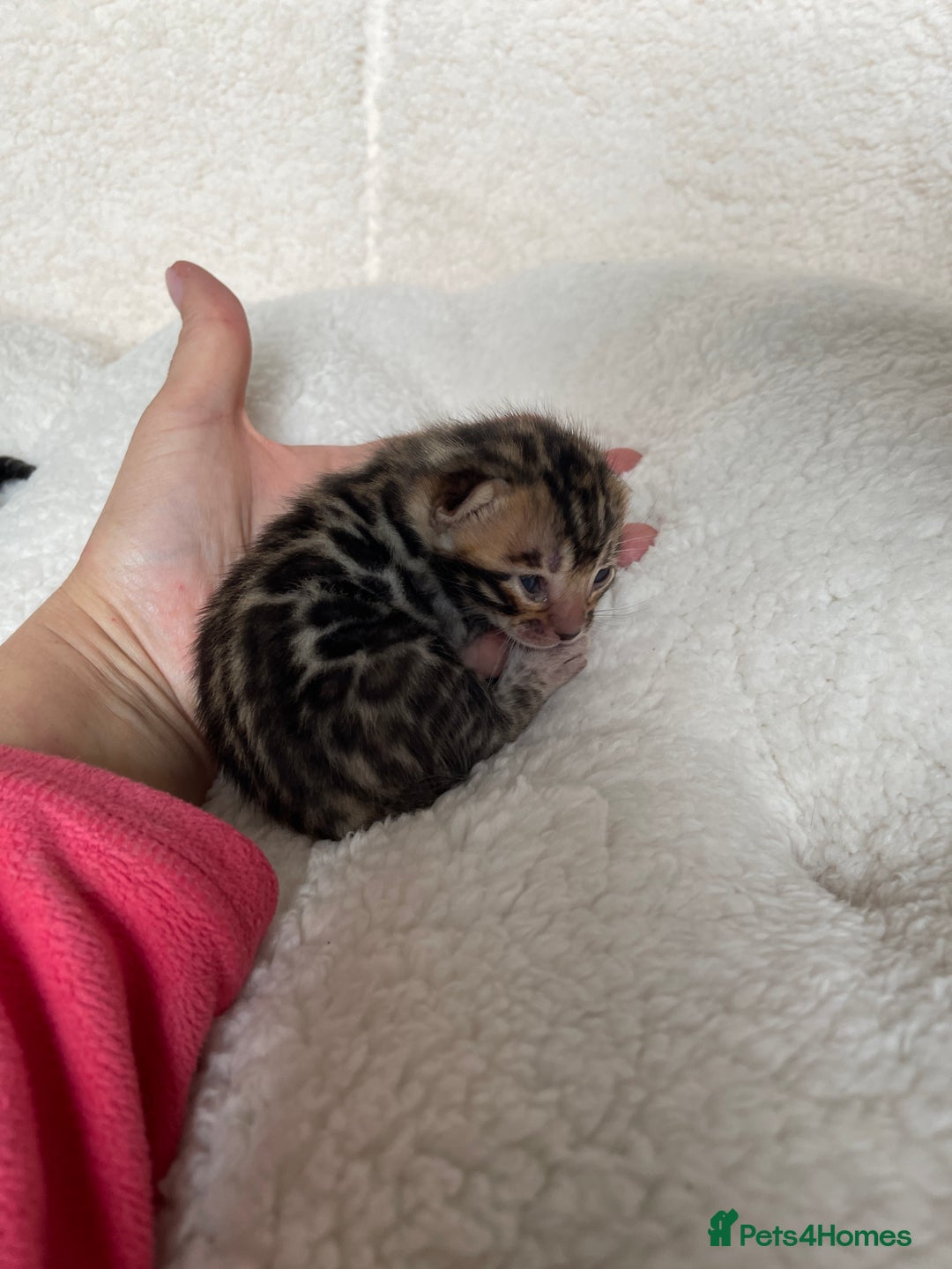 Bengal cats for sale: Bengal kittens for sale-Stunning 3-color Rosettes  - Image 15
