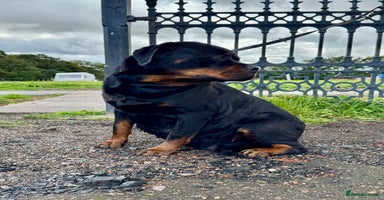 Rottweiler dogs - Advert 4