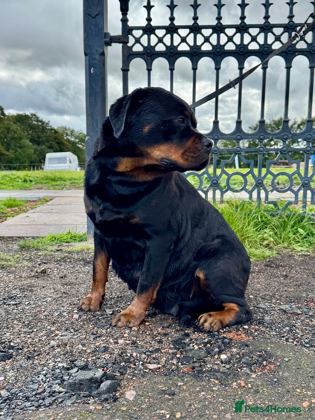 Rottweiler dogs for sale:  5-Generation Kennel Club Puppies Elite Bloodlines - Image 4