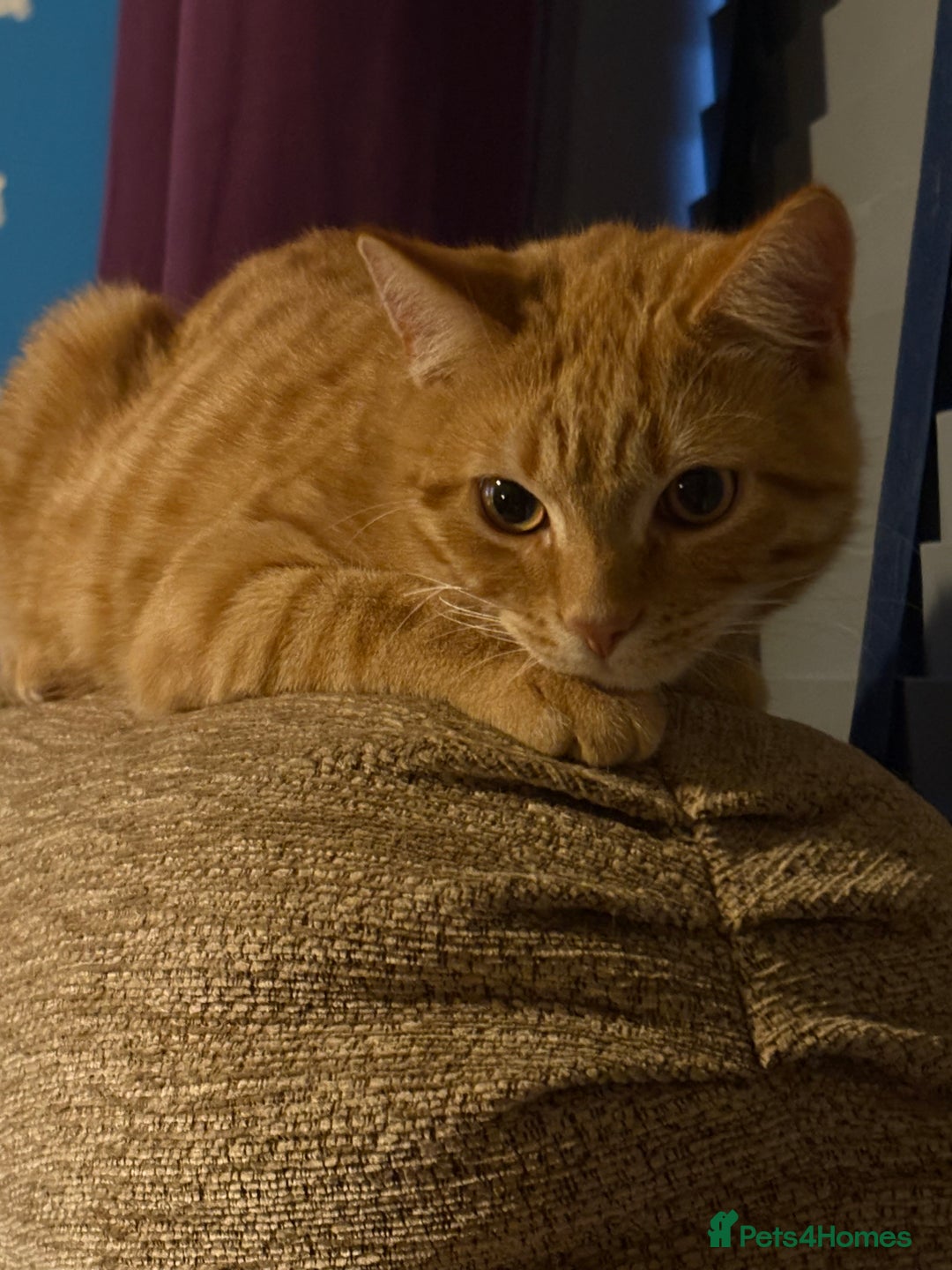 Domestic Shorthair cats for sale: Beautiful 6 month old ginger tabby male. - Advert 6