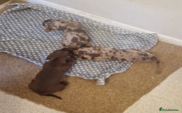 Miniature Dachshund dogs for sale: Chocolate Isabelle dapple miniature dachshund - Image 7