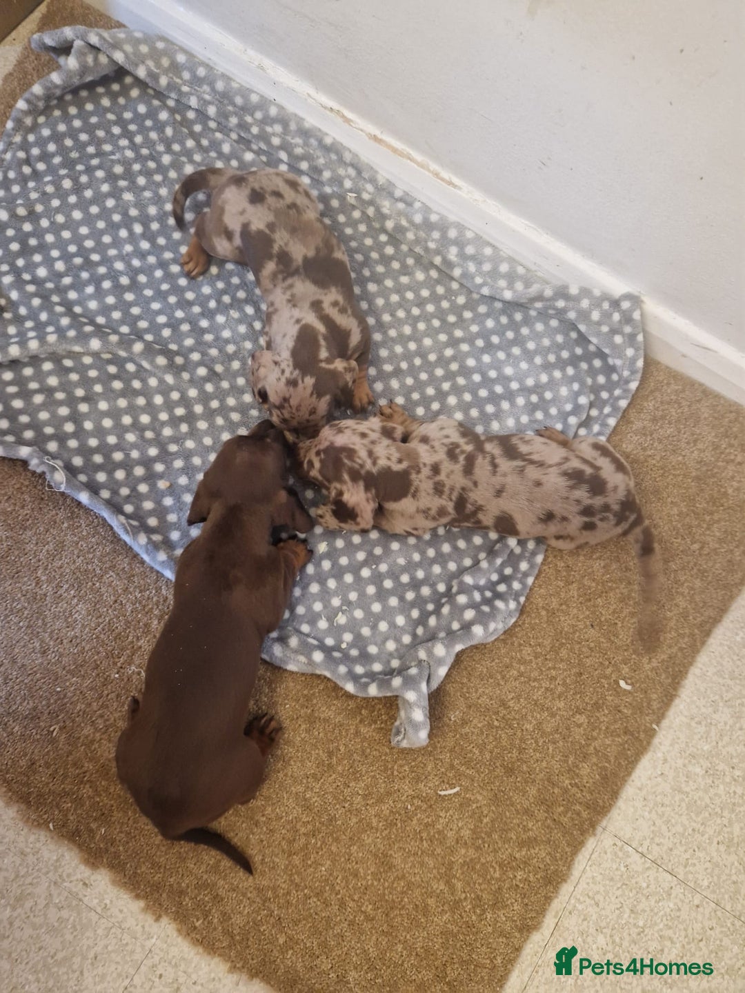 Miniature Dachshund dogs for sale: Chocolate Isabelle dapple miniature dachshund - Image 7