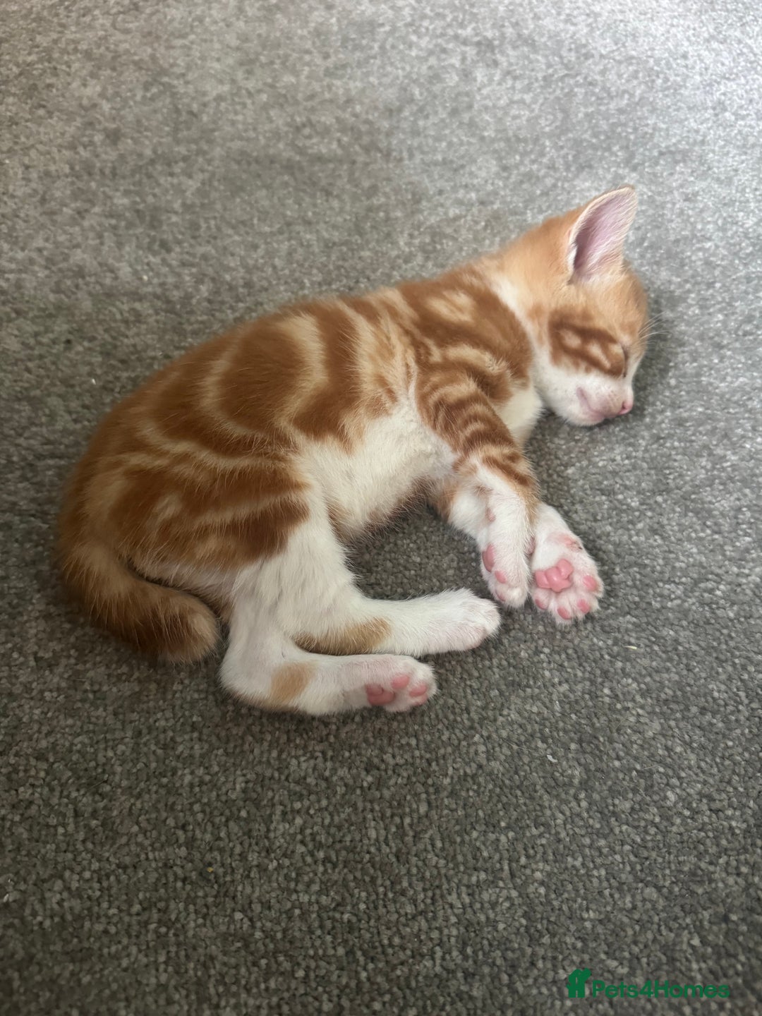 Mixed Breed cats for sale: Part Bengal Ginger Kittens for Sale - READY NOW - Image 3