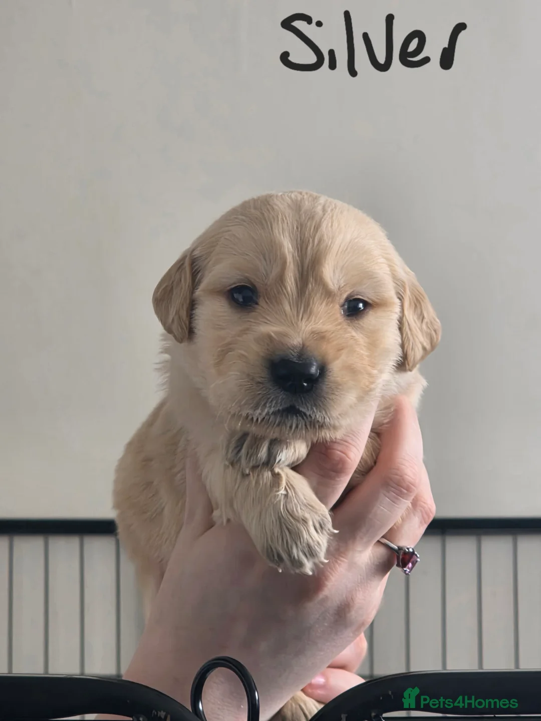 Golden Retriever dogs for sale: Adorable Golden Retriever Puppies for Sale  - Advert 12