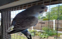 Budgerigars birds for sale: Budgies for sale - Image 9