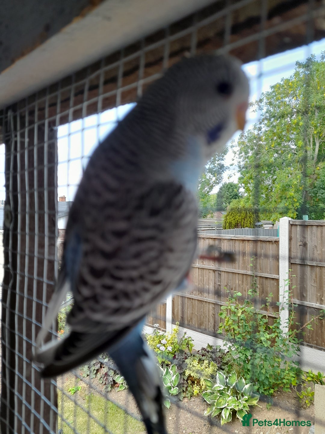 Budgerigars birds for sale: Budgies for sale - Image 9