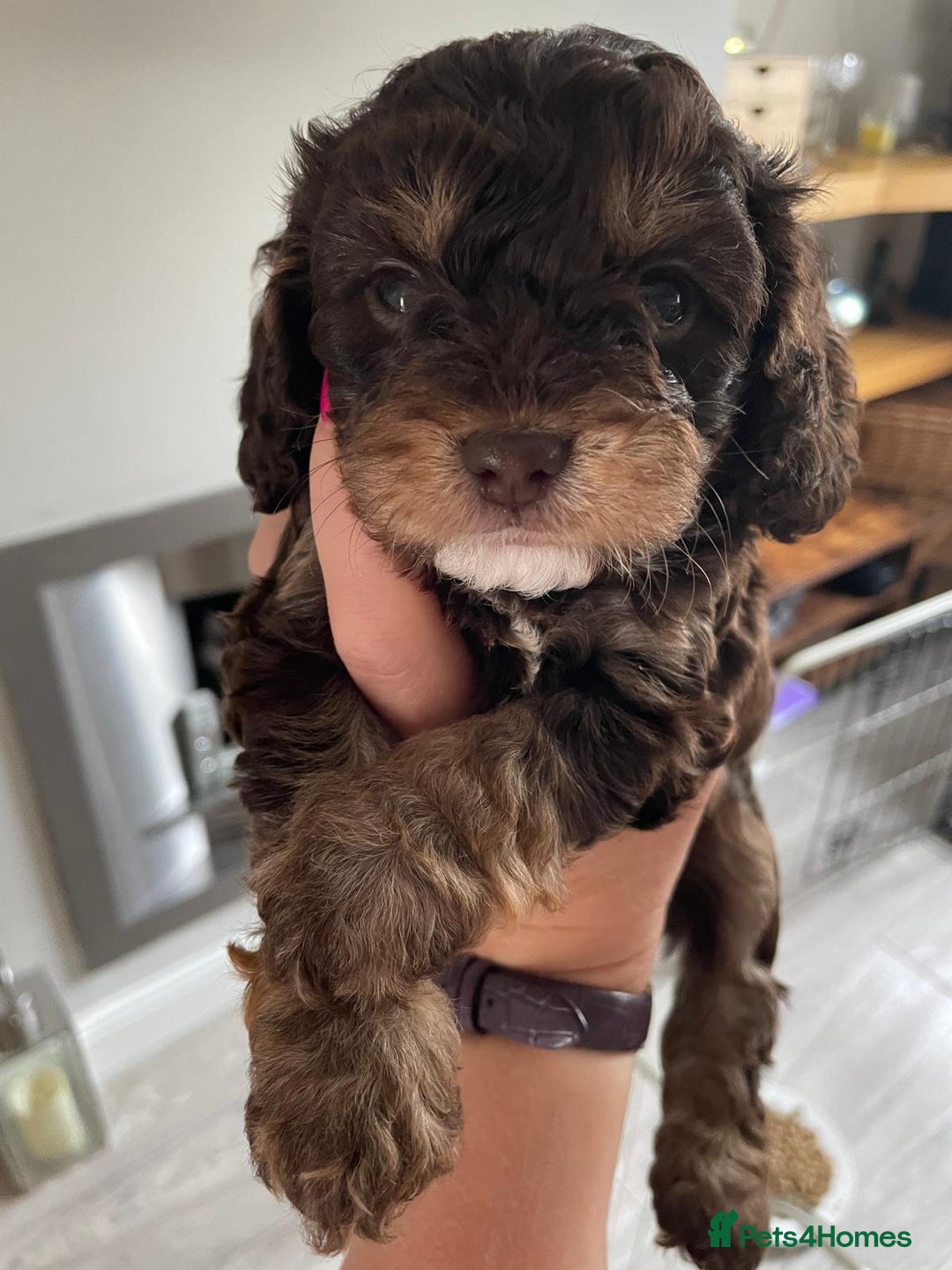 Mixed Breed dogs for sale: Beautiful cocker/cavapoo puppies  - Image 11