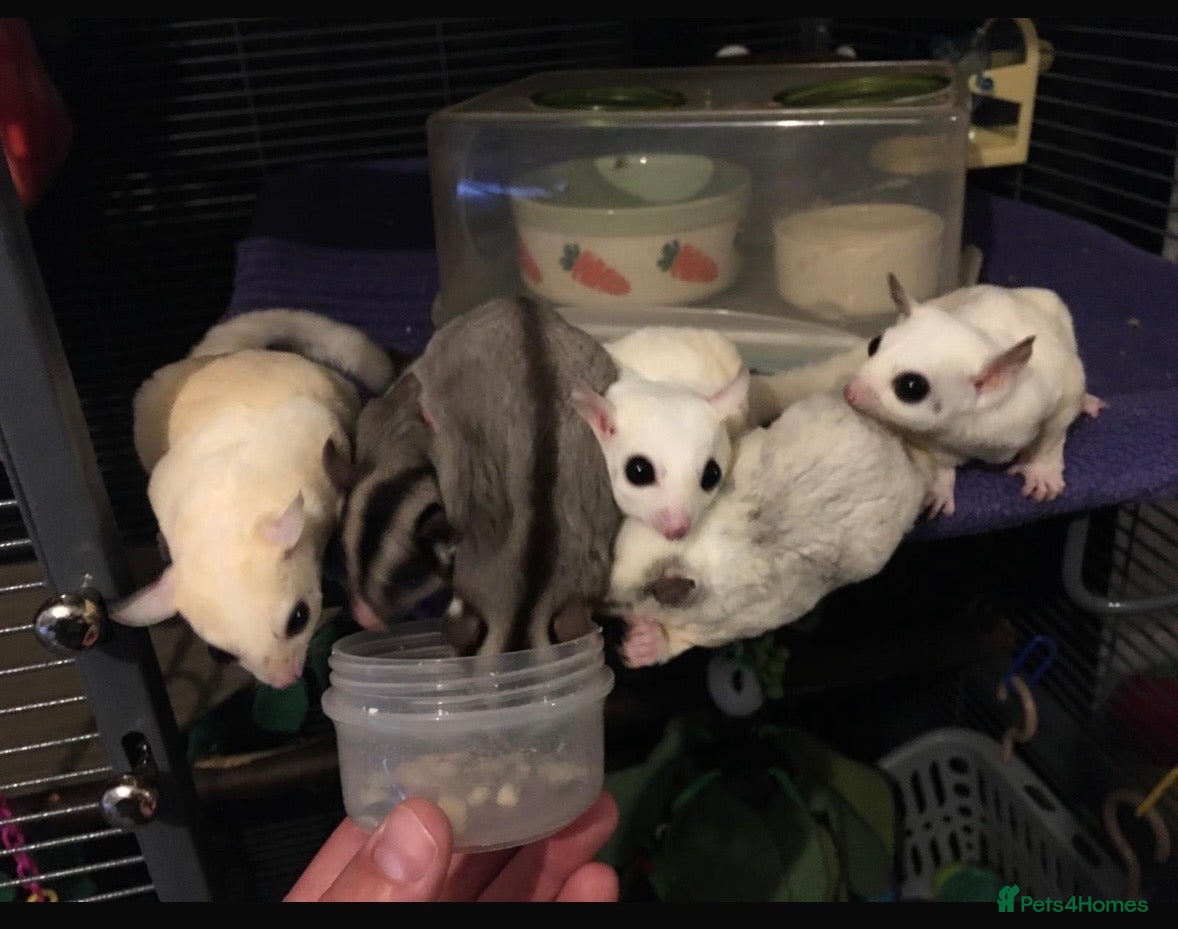 Sugar Glider rodents 6 sugar gliders with all set up - Advert 3