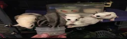 Sugar Glider rodents for sale: 6 sugar gliders with all set up in Amersham - Advert 1