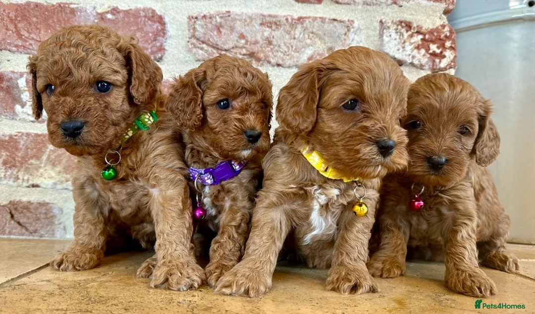 Toy Poodle dogs for stud: Health tested toy poodle for stud only  in Wisbech - Advert 12