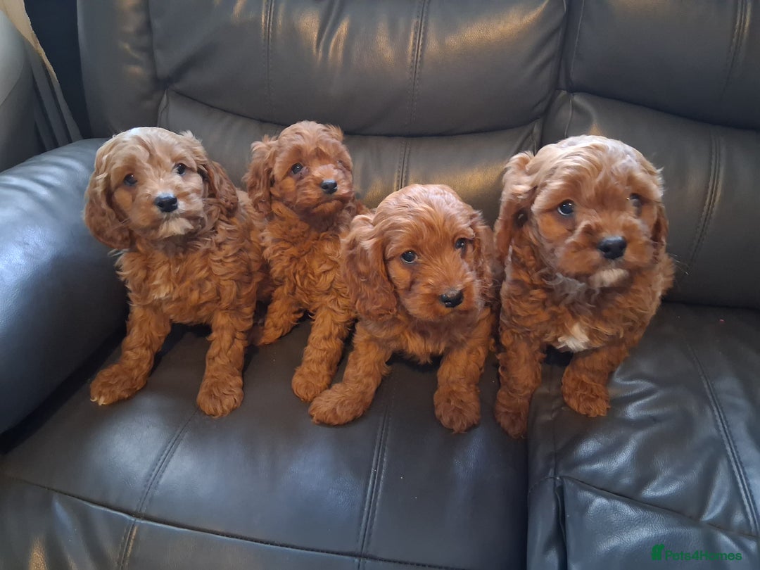 Cavapoo dogs for sale: 4 adorable Cavapoo puppies - Advert 4