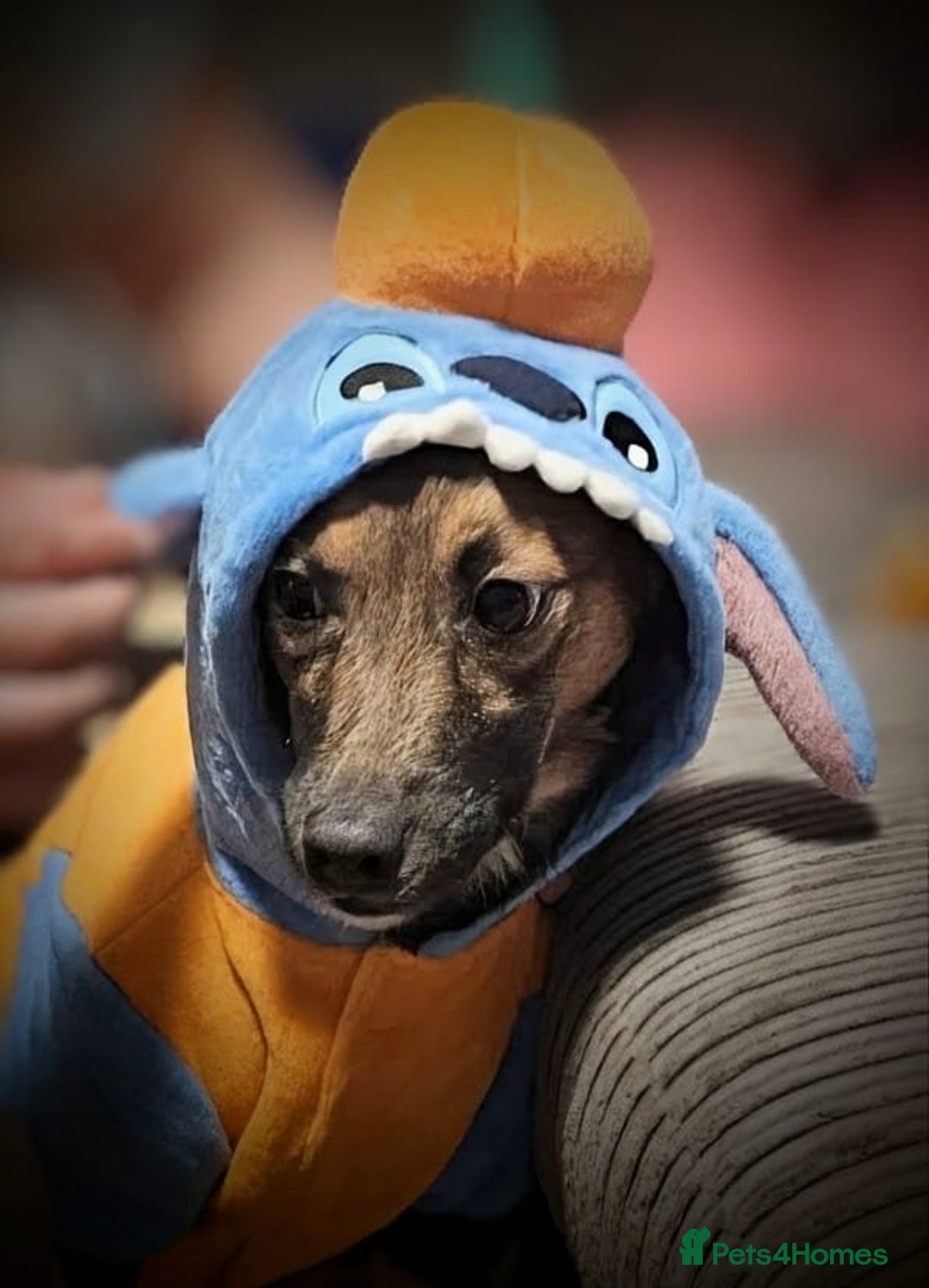 Mixed Breed dogs for adoption: Polo  - Image 2