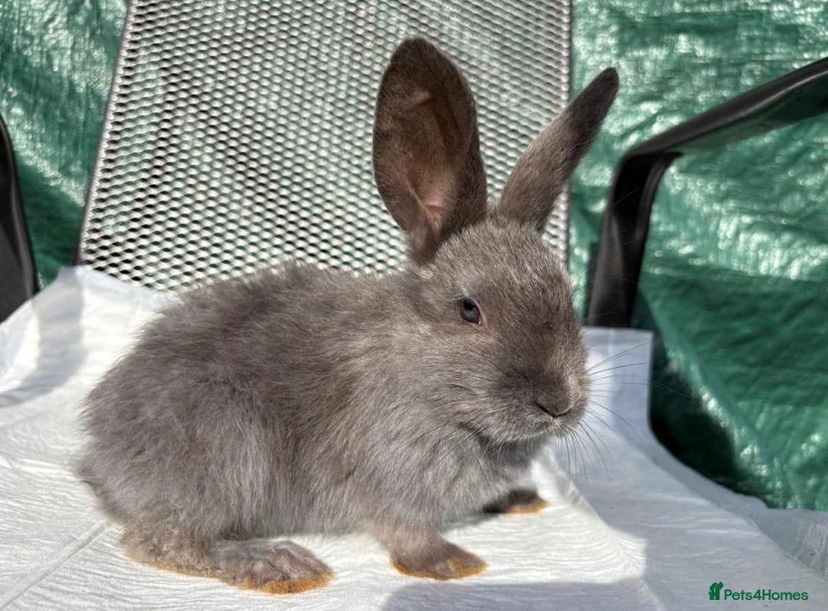 Continental Giant rabbits Continental Giant X New Zealand White Bunnies - Advert 1