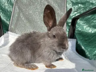 Continental Giant rabbits Continental Giant X New Zealand White Bunnies - Advert 18