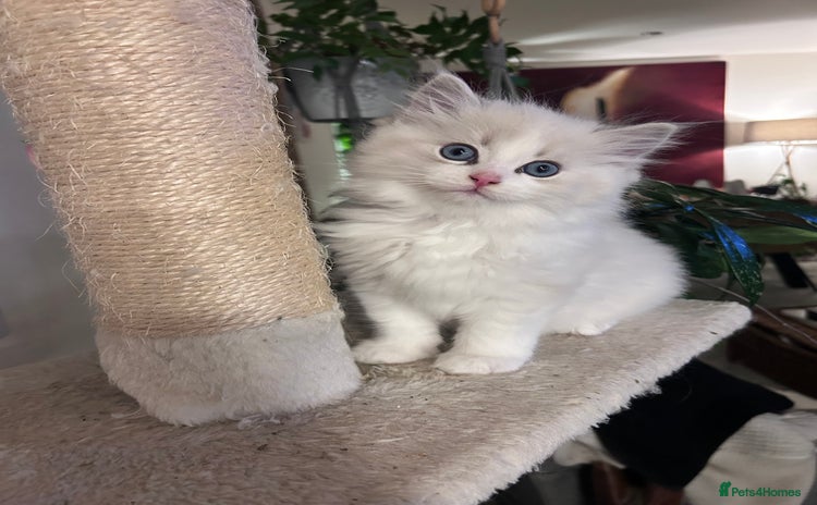 Ragdoll cats - Advert 4