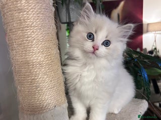 Ragdoll cats - Advert 1