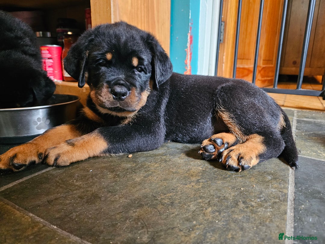 Rottweiler dogs for sale: Rottweiler Puppies in Great Yarmouth - Image 28