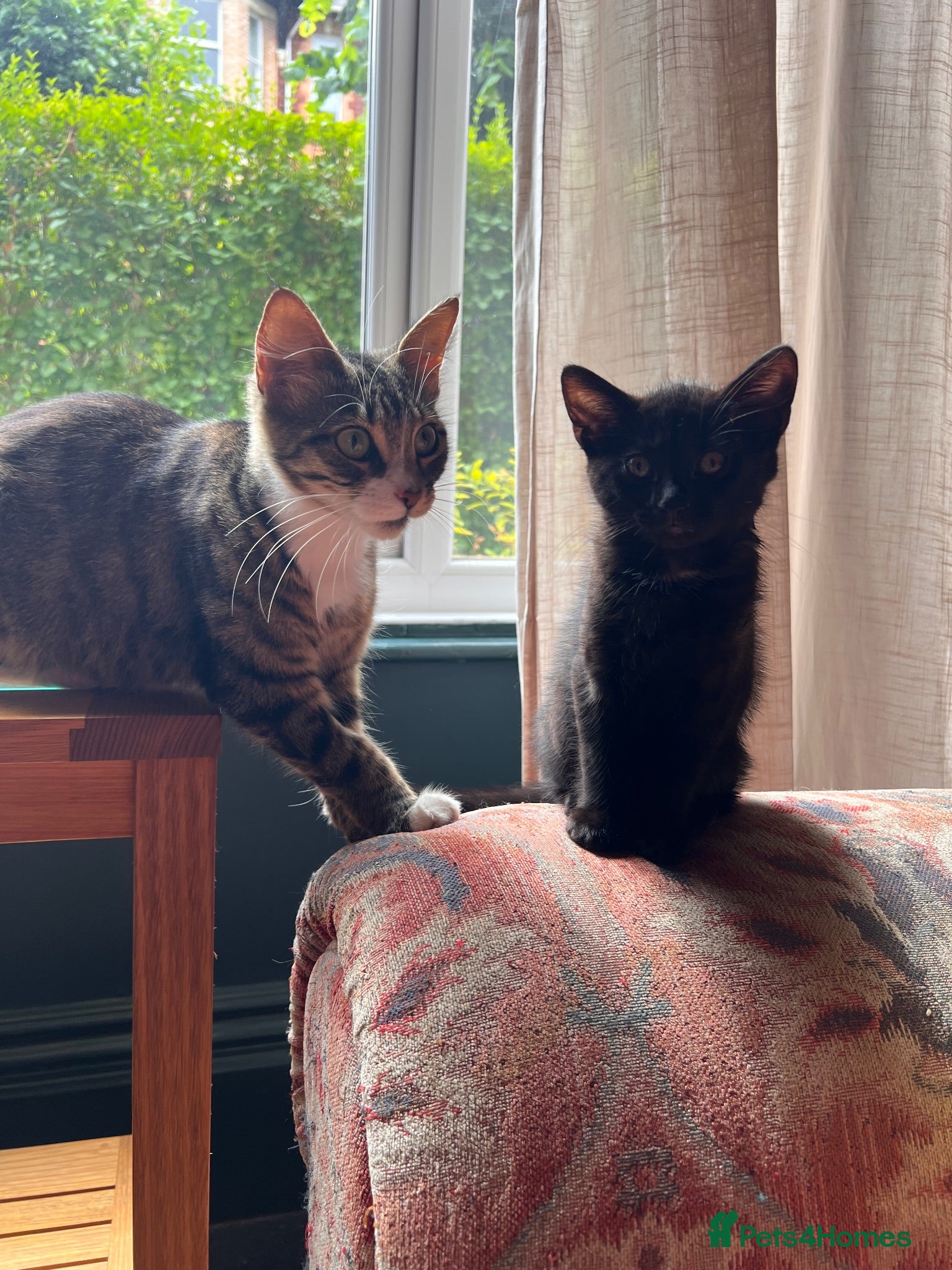 Mixed Breed cats Four varied mixed breed kittens - Advert 20