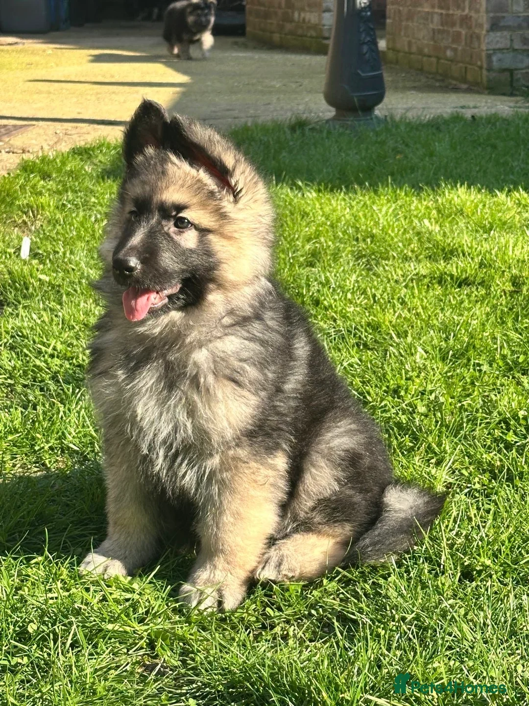 German Shepherd dogs for sale: 5 boy German shepherd puppies  - Advert 2