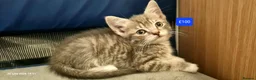 Mixed Breed cats for sale: Beautiful Mixed Breed Kittens - Advert 9