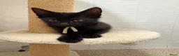 Domestic Shorthair cats for sale: 4 adorable kittens looking for new homes - Advert 3