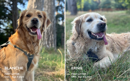 Golden Retriever dogs for sale: Golden Retriever Puppies! 💛🐶 - Image 1
