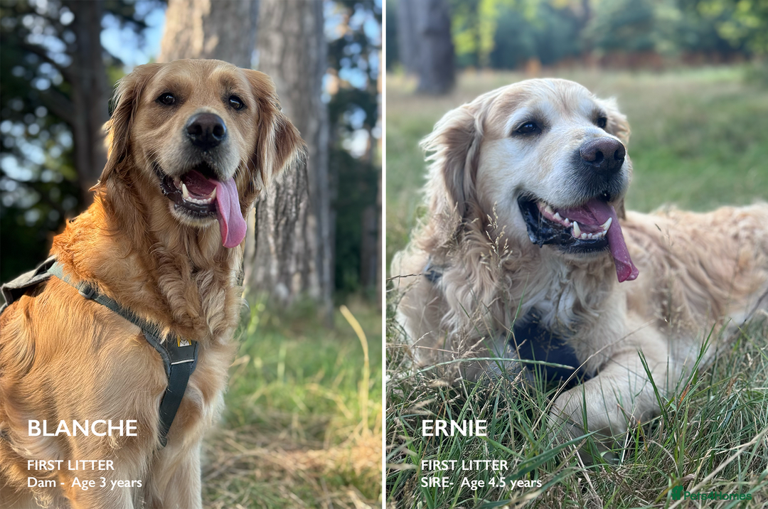 Golden Retriever dogs for sale: Golden Retriever Puppies! 💛🐶 - Image 1