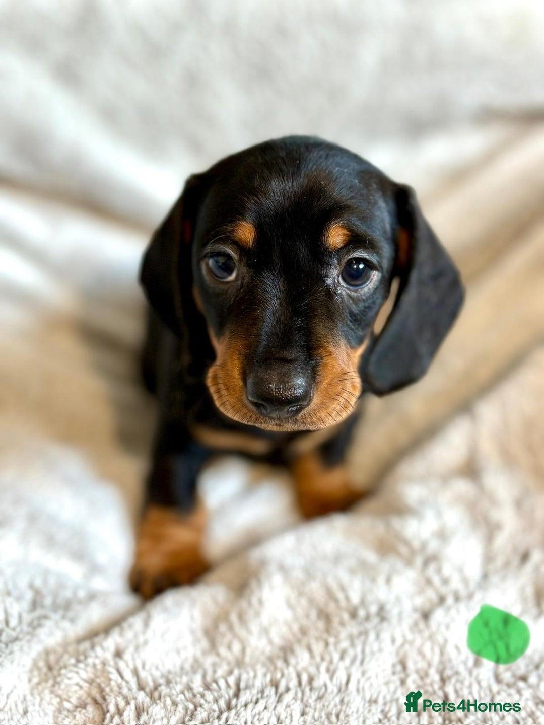 Miniature Dachshund dogs for sale: Adorable Miniature Dachshund Puppies - Image 18
