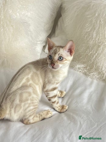 Bengal cats - Advert 10