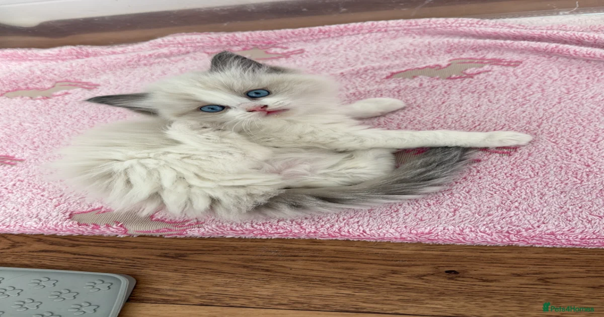 ️🏅Beautiful GCCF champ blood ragdoll kittens🏅 ️ for sale in Wakefield ...