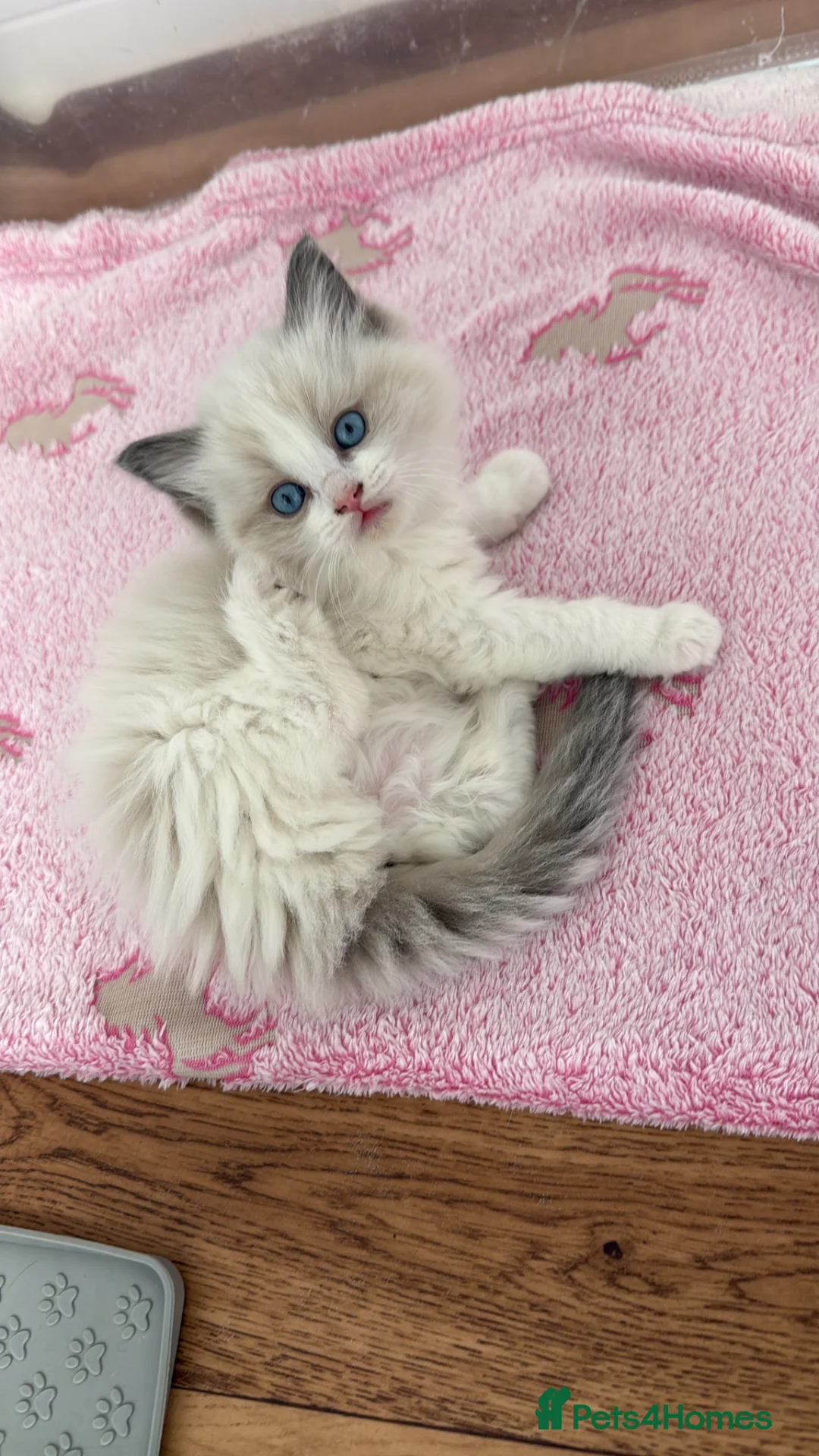 ️🏅Beautiful GCCF champ blood ragdoll kittens🏅 ️ for sale in Wakefield ...