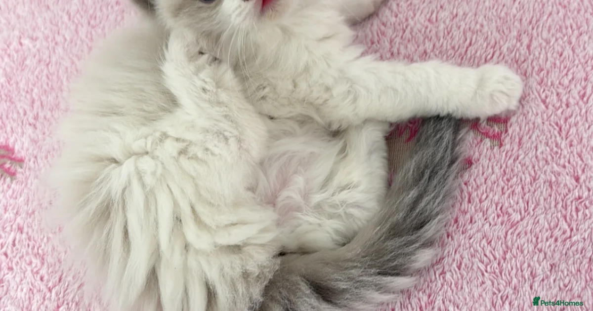 ️🏅Beautiful GCCF champ blood ragdoll kittens🏅 ️ for sale in Wakefield ...