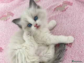 Ragdoll cats for sale: ❤️🏅Beautiful GCCF champ blood ragdoll kittens🏅❤️ - Advert 2