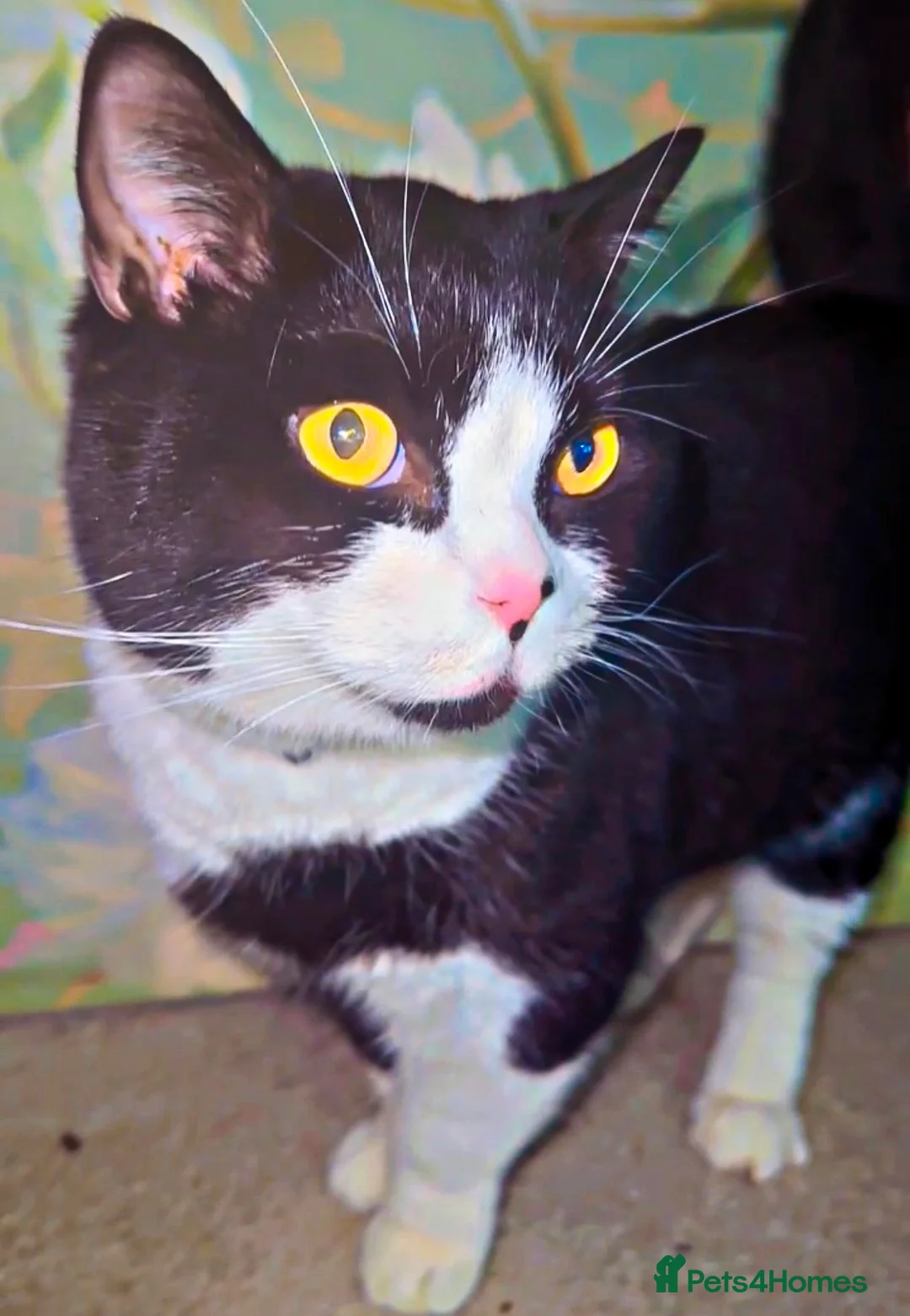 British Shorthair cats for sale: Male British Tuxedo ShortHair - Advert 1