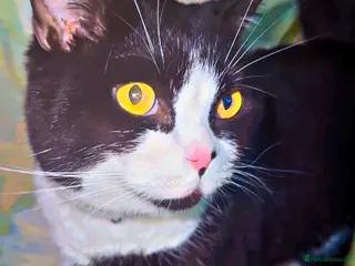 British Shorthair cats Male British Tuxedo ShortHair - Advert 1