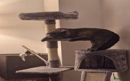 British Shorthair cats for sale: British Shorthair Mix Kittens - Image 25