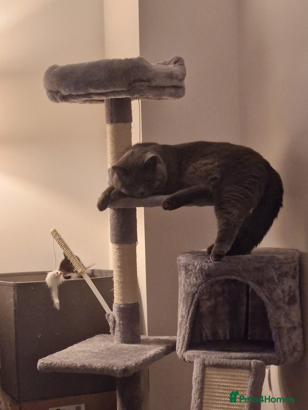 British Shorthair cats for sale: British Shorthair Mix Kittens - Image 25