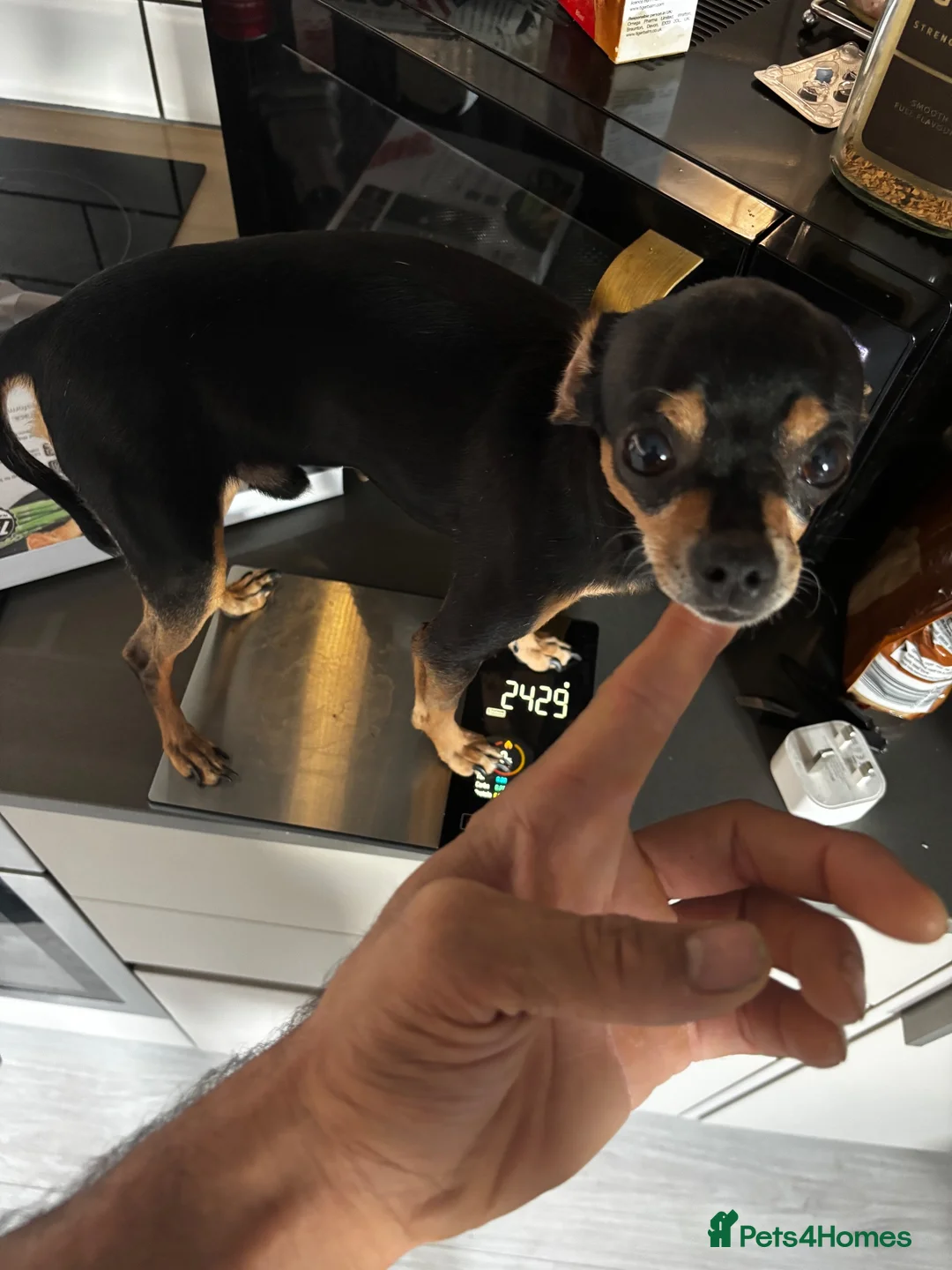 Russian Toy Terrier dogs for sale: Russian toy terrier puppies - Advert 2