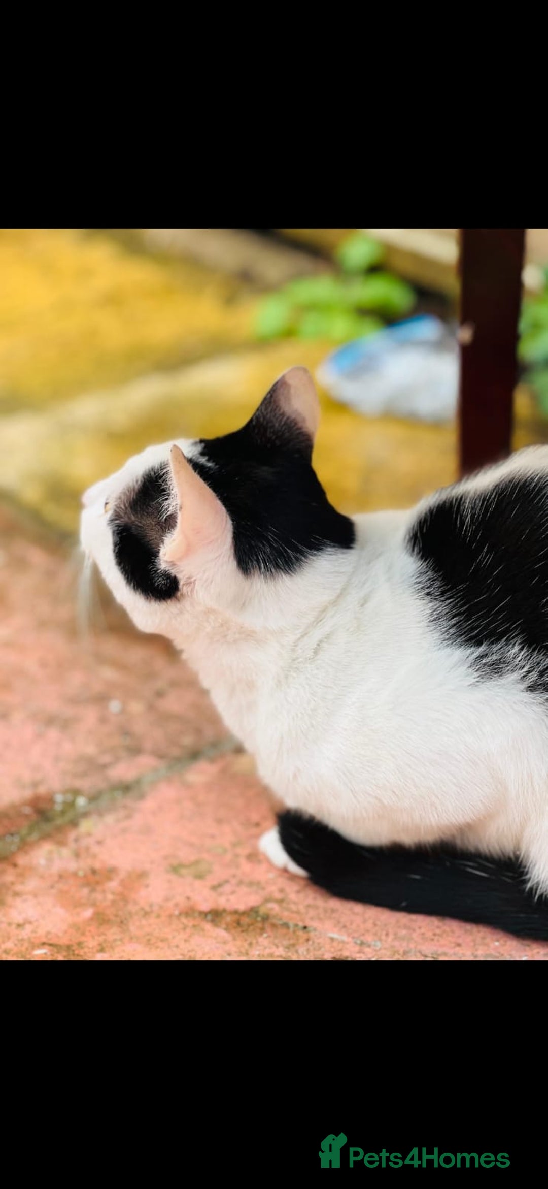 Domestic Shorthair cats for sale: Mila, a beautiful cat - Image 2