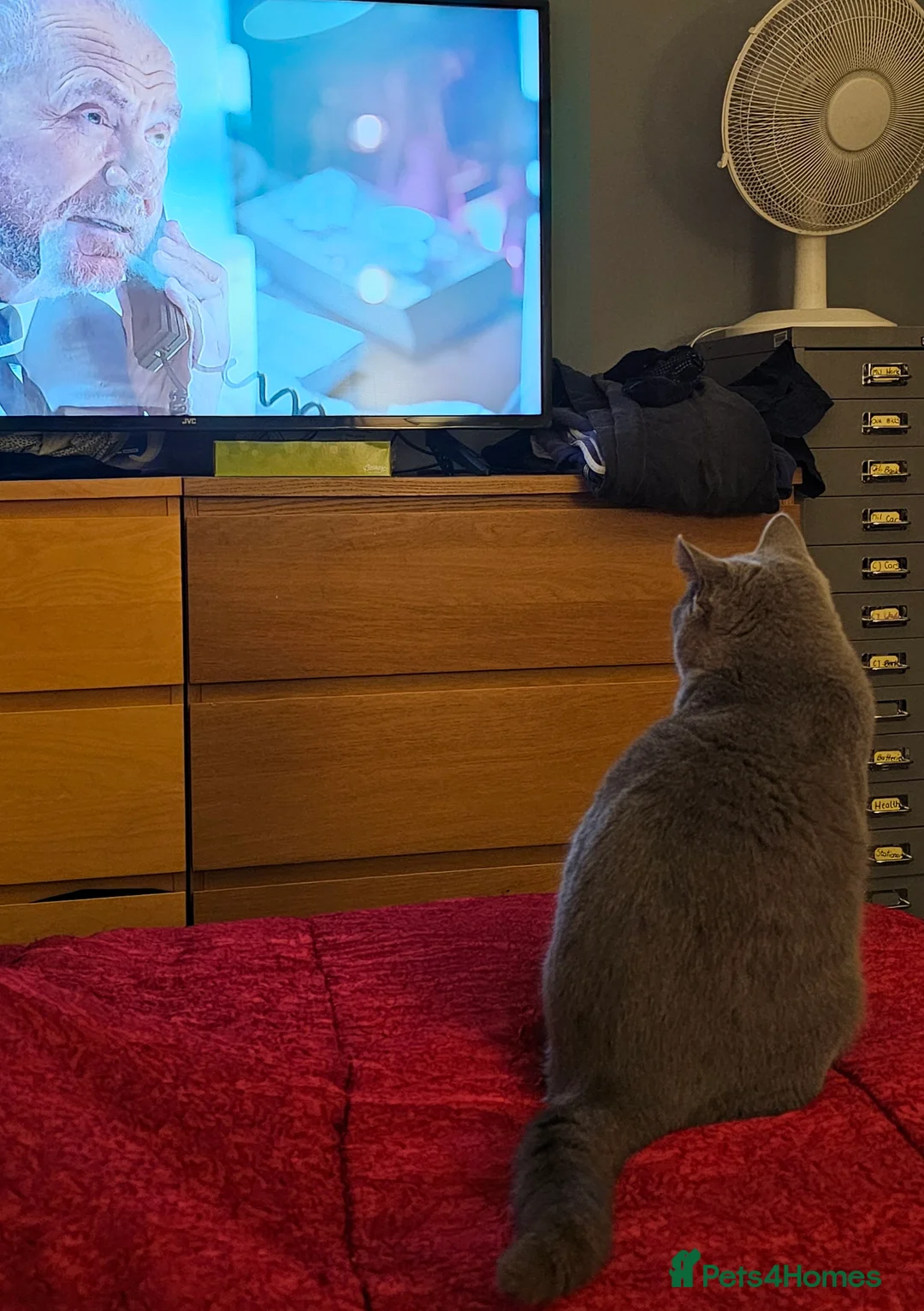 British Shorthair cats for sale: Grey British shorthair Female - Advert 2