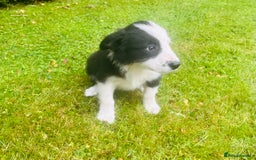 Border Collie dogs for sale: Gorgeous Collie pups - Image 7