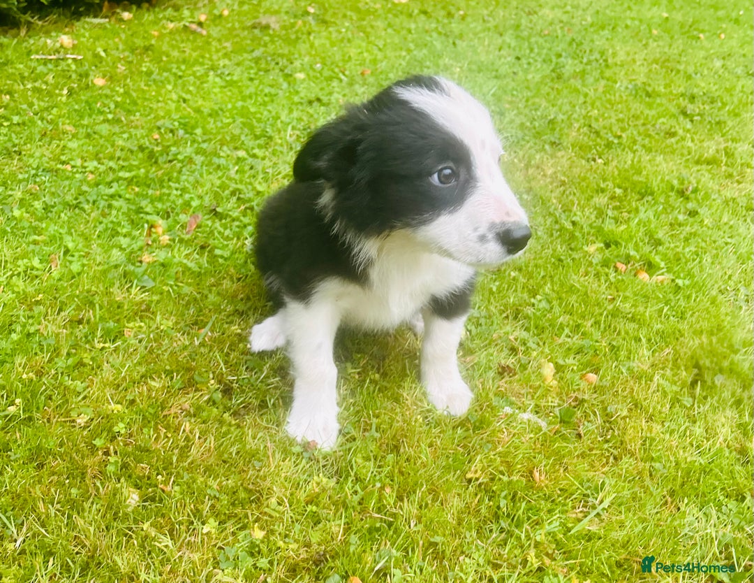 Border Collie dogs for sale: Gorgeous Collie pups - Image 7
