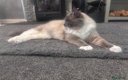 Ragdoll cats for sale: One gorgeous Ragdoll kitten available  - Image 10