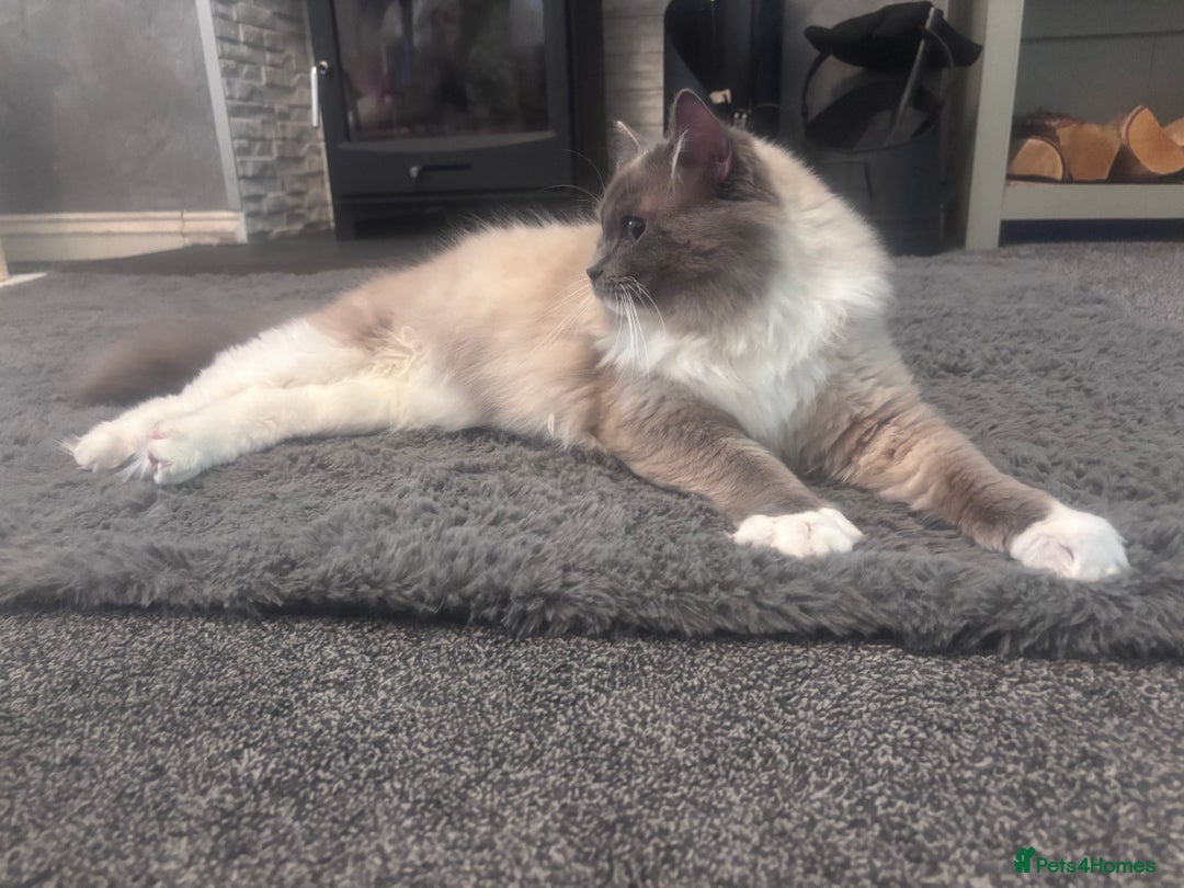 Ragdoll cats for sale: One gorgeous Ragdoll kitten available  - Image 10