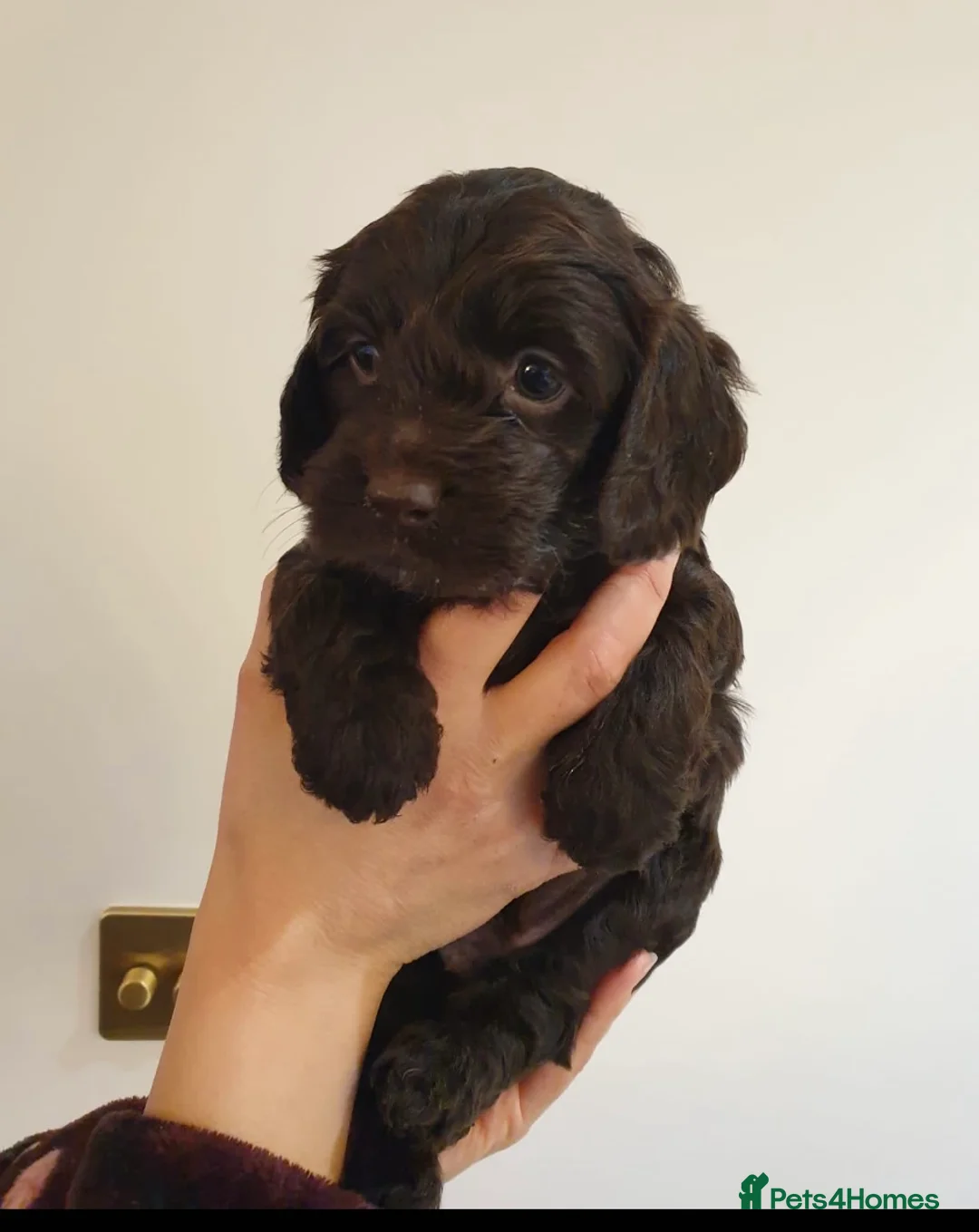 Cocker Spaniel dogs for stud: Superb Chocolate Carrier Merle Poodle Stud in Newcastle - Advert 4